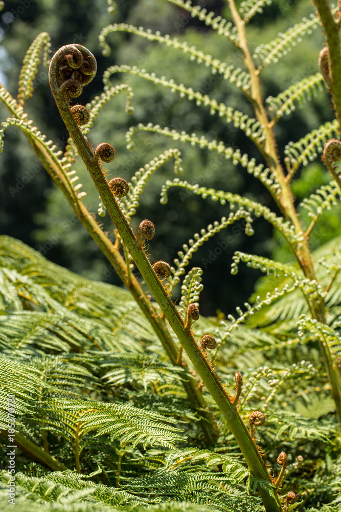 Fototapeta premium Gardening farn and natural garden relax relaxing