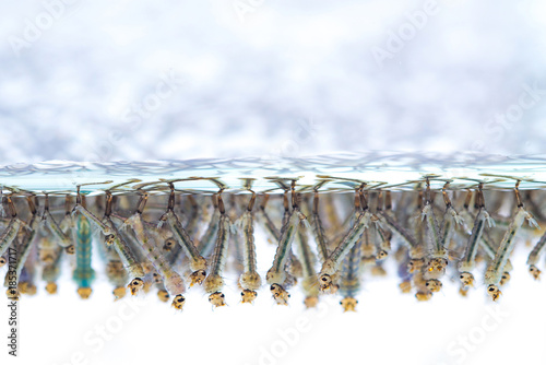 Mosquito larvae in water on white background.