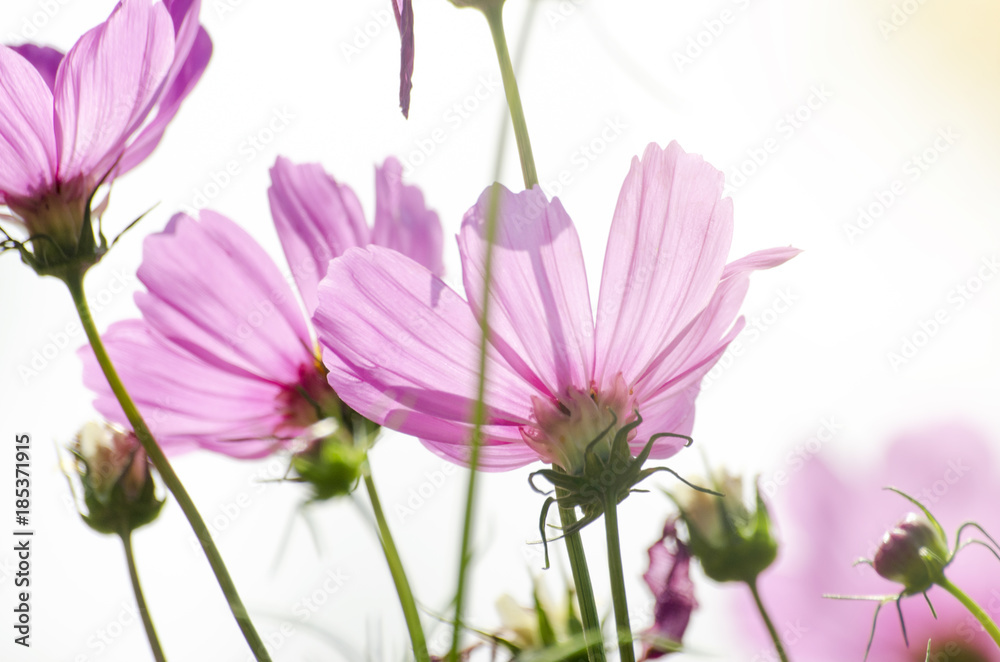 Pink Cosmos Flower Blur with Blur Pattern Background