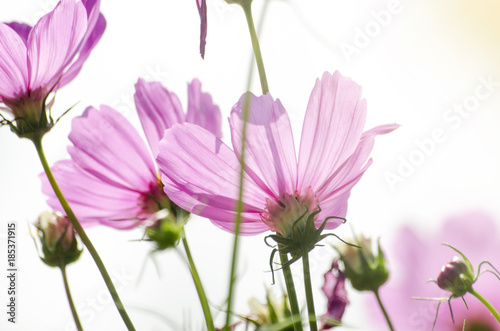 Fototapeta Naklejka Na Ścianę i Meble -  Pink Cosmos Flower Blur with Blur Pattern Background