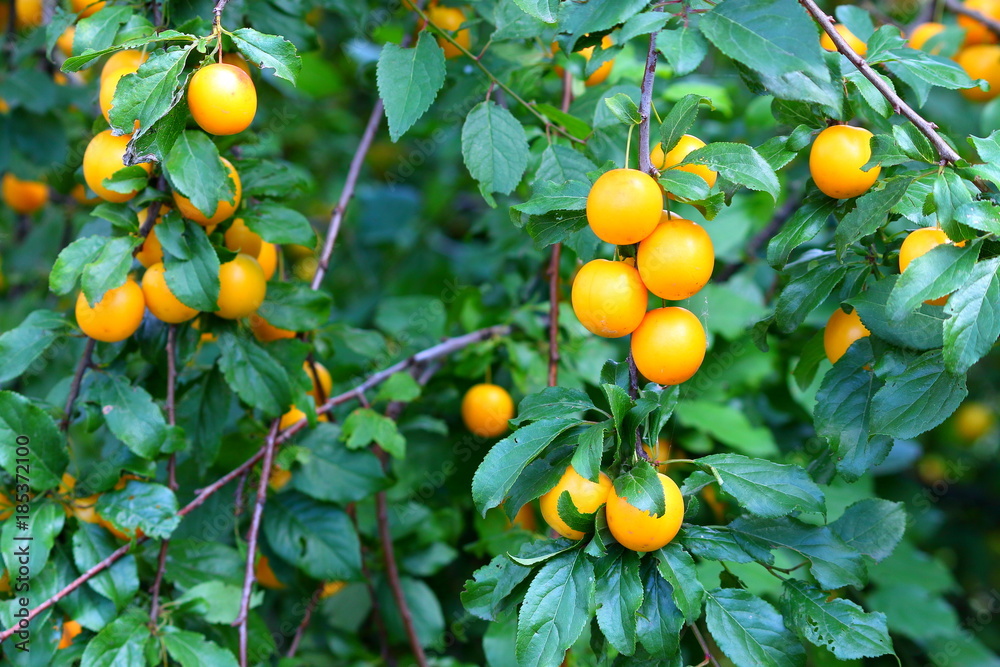 Shiny fresh yellow mirabelle plums fruit on tree branch in summer time. Fruits and vitamins Shiny fresh yellow mirabelle plums fruit on tree branch in summer time. Fruits and vitamins