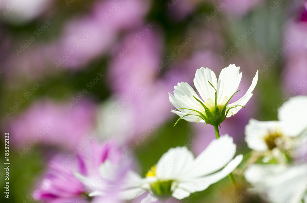White Cosmos Flower Blur with Blur Pattern Background White Cosmos Flower Blur with Blur Pattern Background