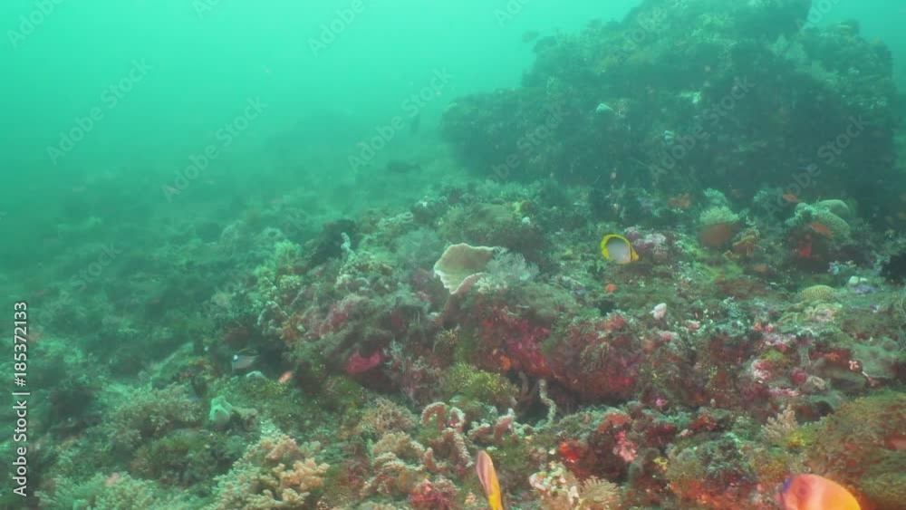 Fish and coral reef. Dive, underwater world, corals and tropical fish. Bali,Indonesia. Diving and snorkeling in the tropical sea. Travel concept. 4K video. Fish and coral reef. Dive, underwater world, corals and tropical fish. Bali,Indonesia. Diving and snorkeling in the tropical sea. Travel concept. 4K video.