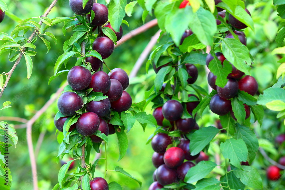 Shiny fresh burgundy mirabelle plums fruit on tree branch in summer time. Fruits and vitamins