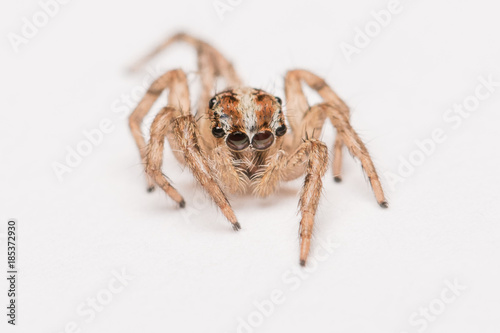 Jumping spider on white isolate white, spider, Close up