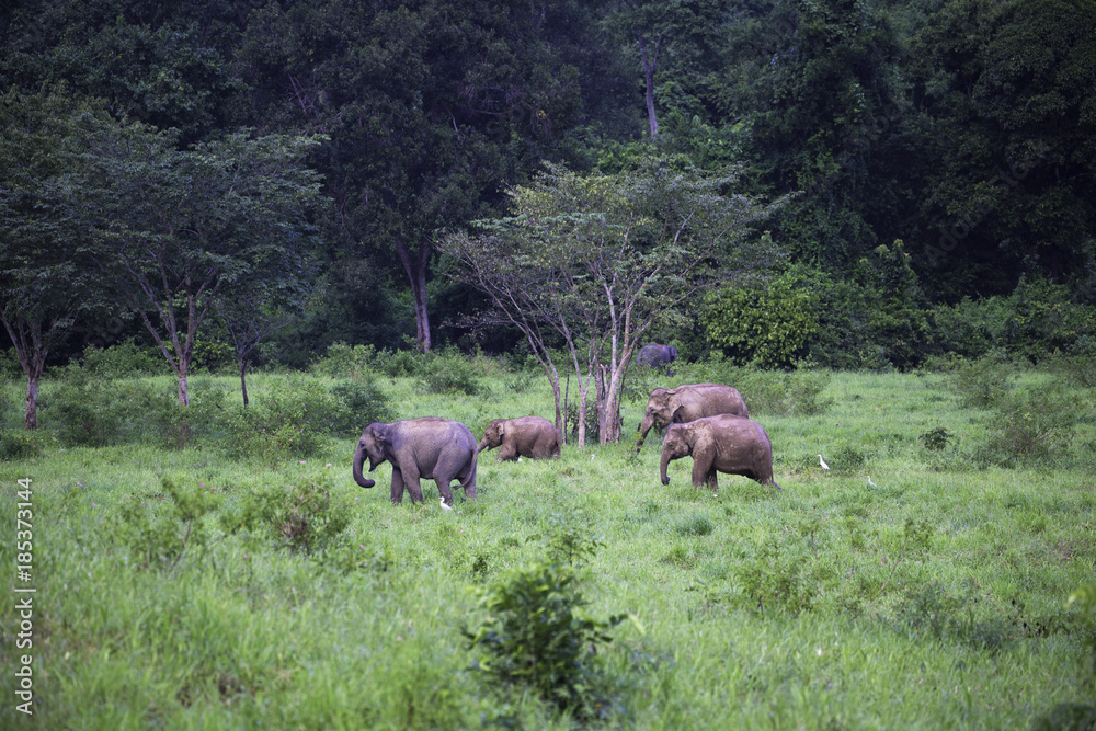 Fototapeta premium wild elephants live in deep forest,Thailand