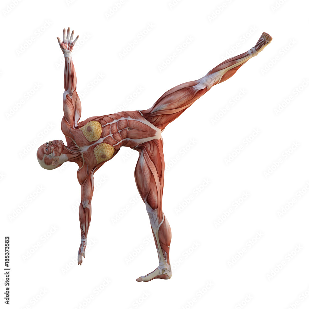 3D Rendering Female Anatomy Figure on White 3D Rendering Female Anatomy Figure on White