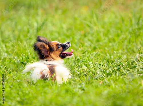 The Papillon lies on the green grass. White amusing dog with a red head and fluffy ears. A happy puppy with his tongue hanging out resting in the summer outdoors in a park on a lawn. Horizontal image.