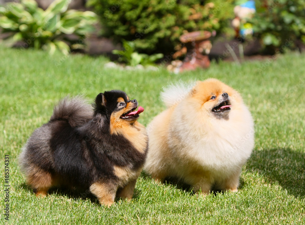 Two beautiful dogs are walking in the park. Lovely puppies stand on green grass on a sunny day. An animal breeds a German Spitz posing on a lawn. Horizontal image.