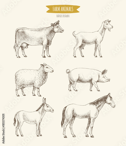 Farm animals collection. Vector illustration of hand drawn farm animals in retro style, including cow, goat, sheep, pig, donkey and horse, isolated on background.
