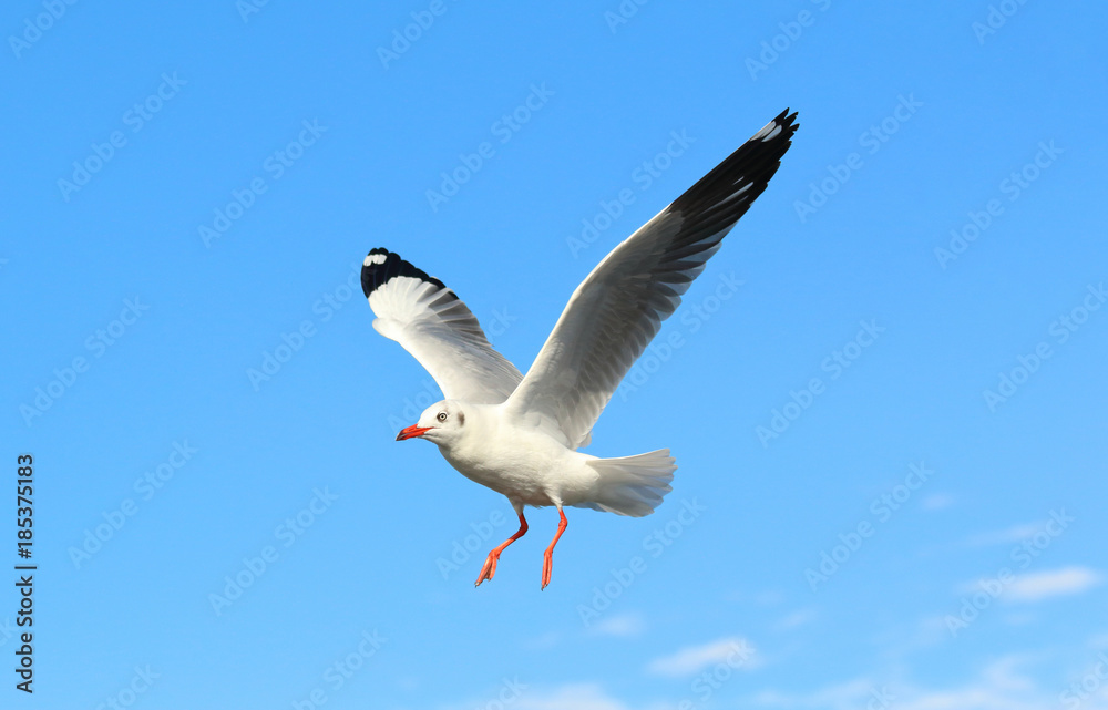 Obraz premium Seagull flying in beautiful sky.