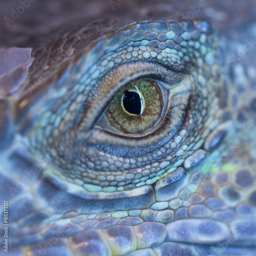 A monster reptile eye. Blue colorful skin of iguana and a big open eye with black pupil.