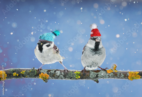 a pair of funny birds Sparrow sitting on a branch in winter garden in a humorous knitted hats