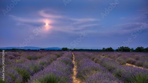 Nuit sur les lavandes du plateau de Valensole