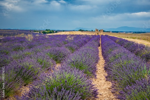 Lavandes du plateau de Valensole et ruine