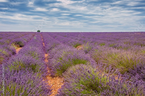 Lavandes du plateau de Valensole