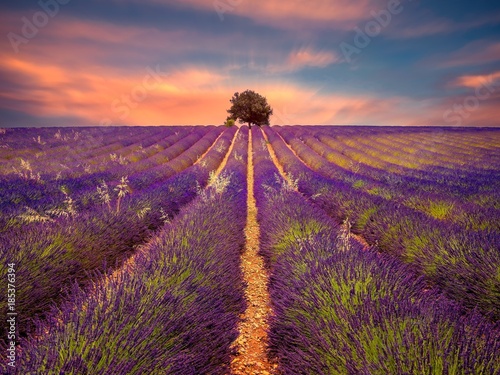 Coucher de soleil sur les lavandes du plateau de Valensole