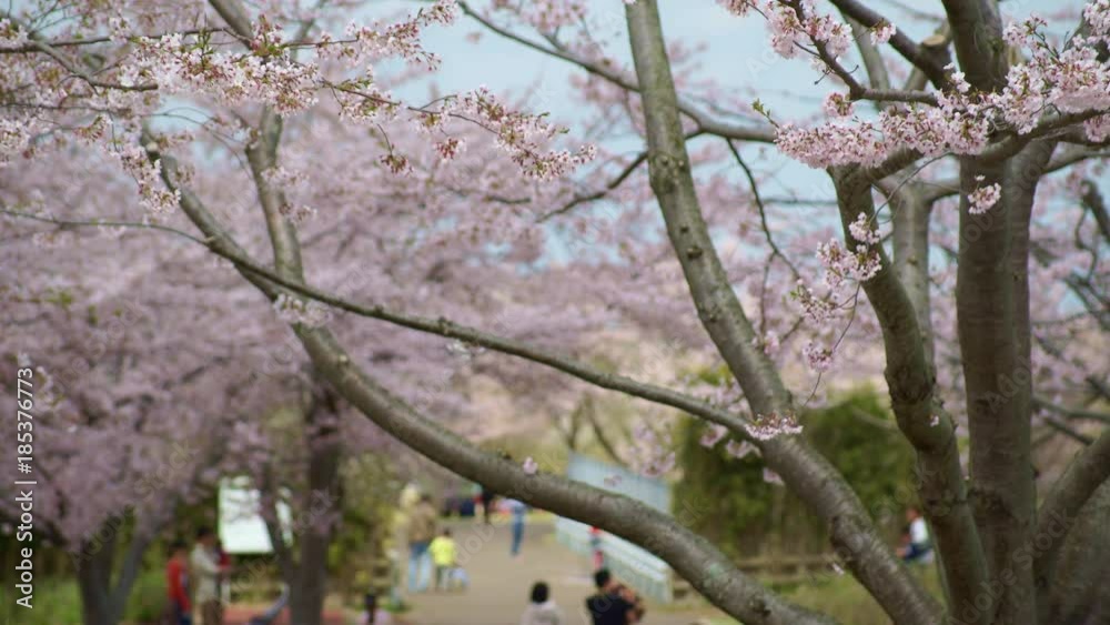 千葉県 春 桜 さくらの山公園 narita international airport 千葉県 春 桜 さくらの山公園 narita international airport