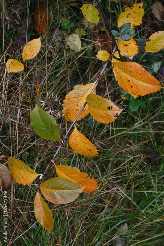 Zweig im Herbst