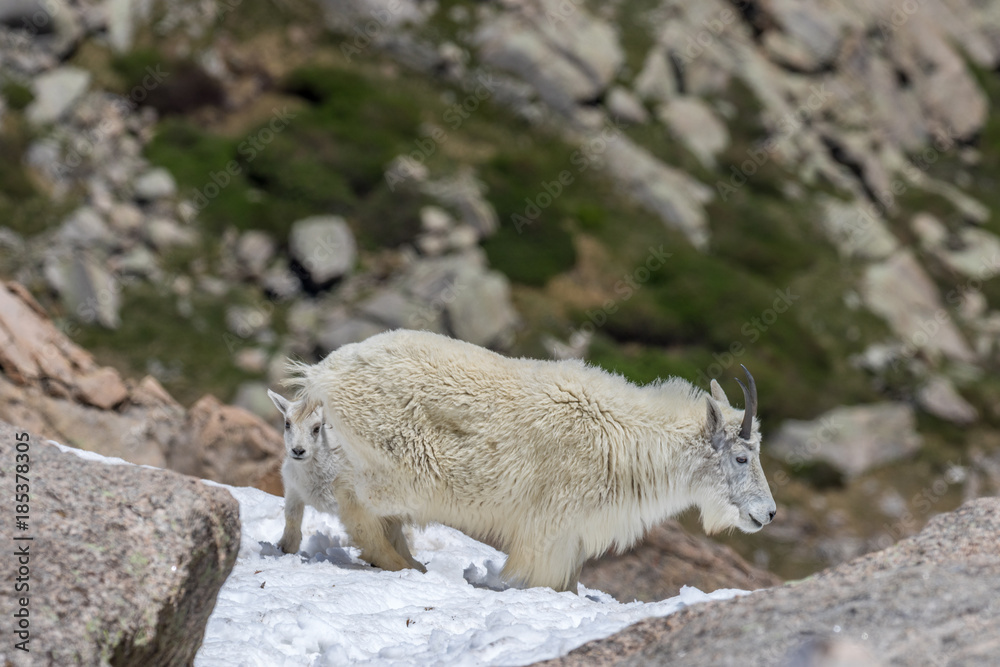 Fototapeta premium Mountain Goat Nanny and Kid