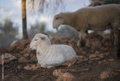  White Lamb resting in a Mediterranean Olive Grove at Dawn 