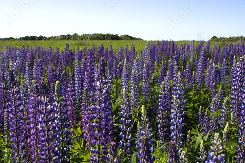 Violet flowers in the field. Summer time