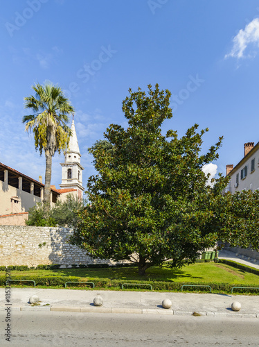 Beautiful Magnolia grandiflora in Zadar, Croatia