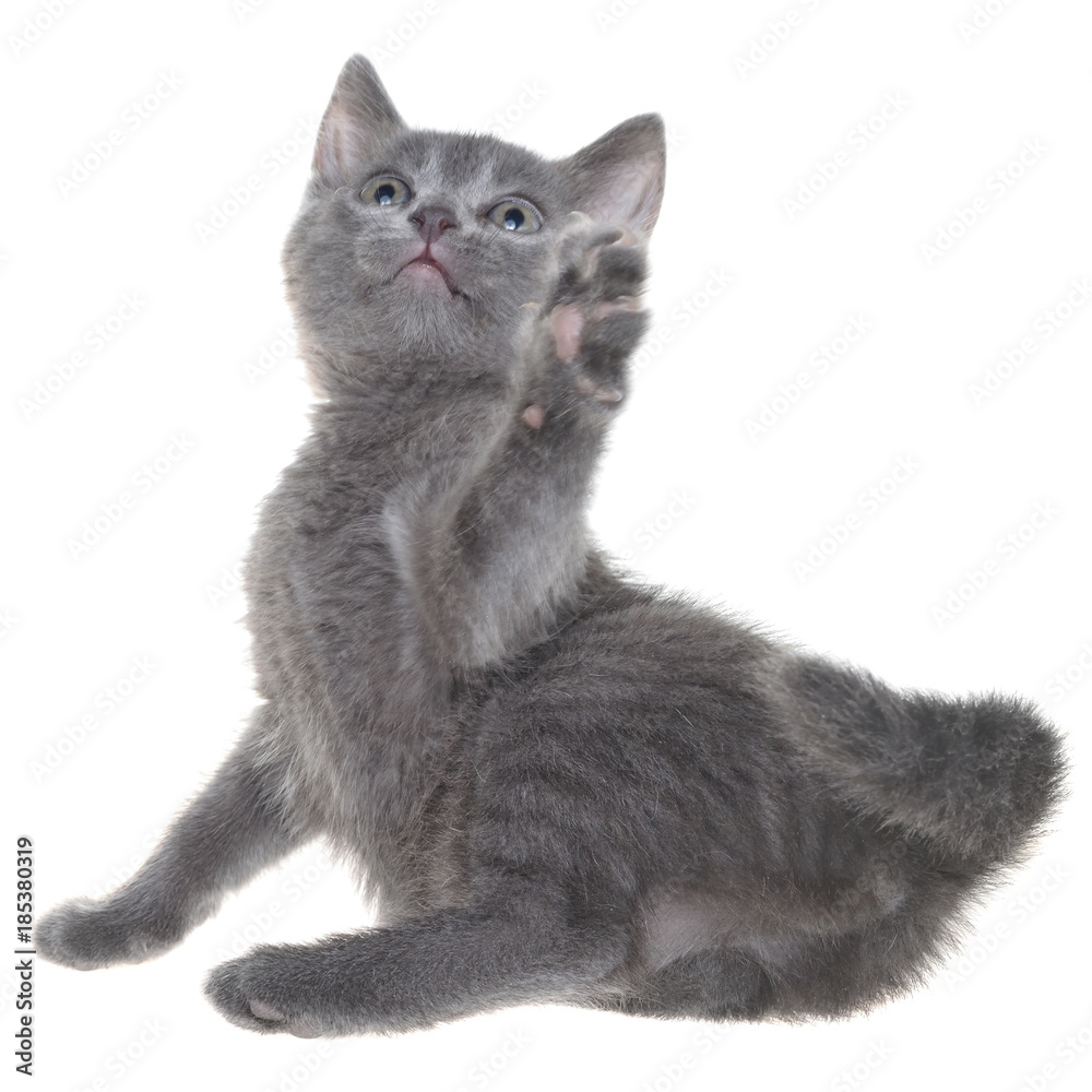 Obraz premium Small kitten playing isolated