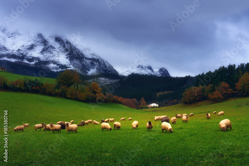 sheep grazing in Basque Country