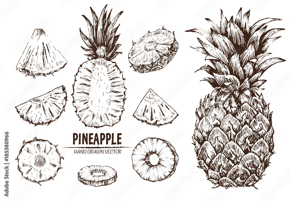 Digital vector detailed line art pineapple fruit