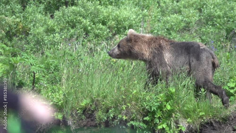 a brown bear in Alaska with a fisherman in foreground a brown bear in Alaska with a fisherman in foreground