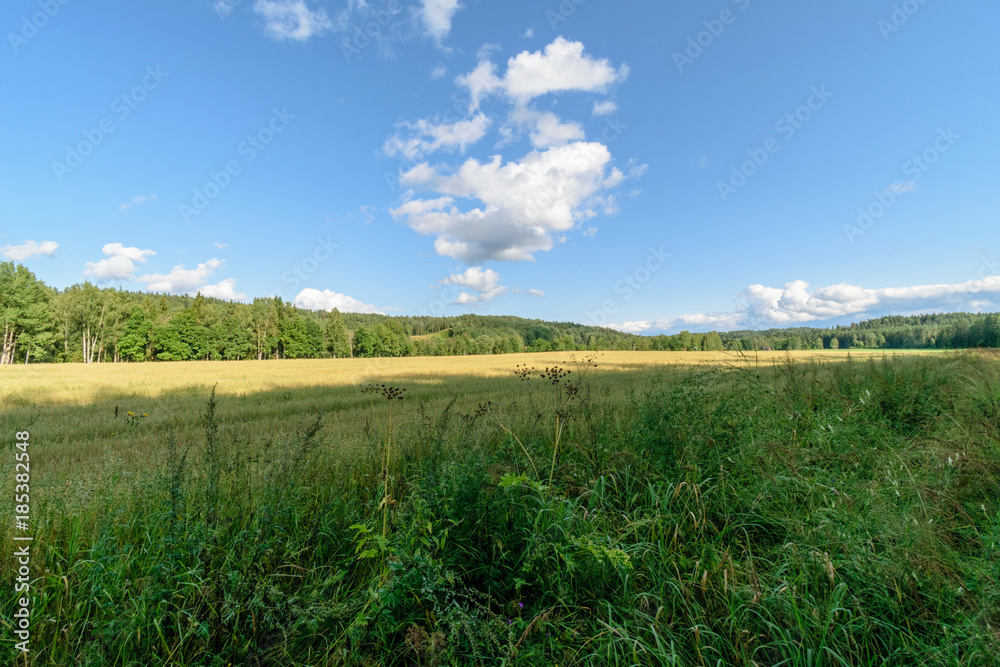 empty colorful meadows in countryside with flowers in foreground