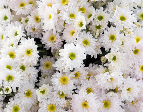 Selective focus of the white chrysanthemum flower bouquet.