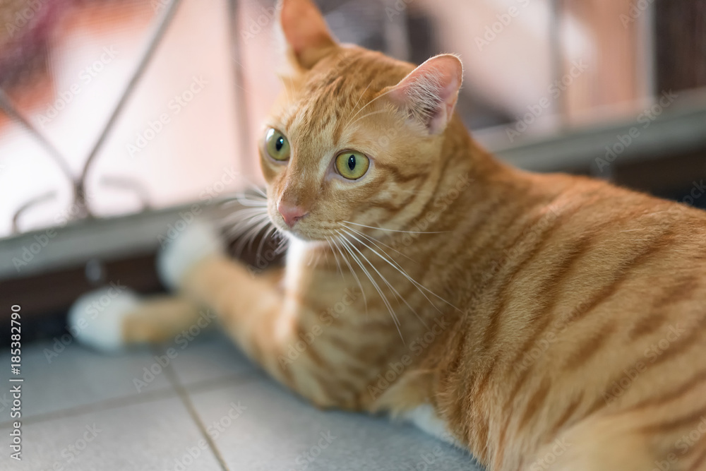 A lazy Domestic Orange or red Striped cat laying near the door.Pet or animal portrait at sweet home.