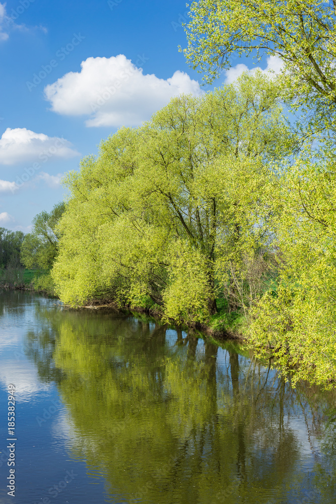 Fototapeta premium Trees in blossoms