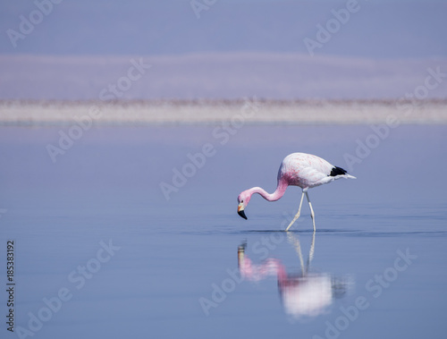 Reflexo do Flamingo