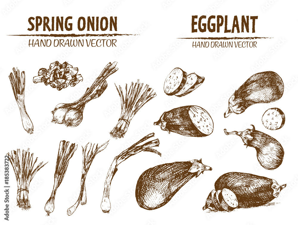 Obraz premium Digital vector detailed line art spring onion