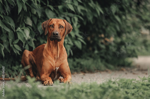Photos Lying Rhodesian Ridgeback