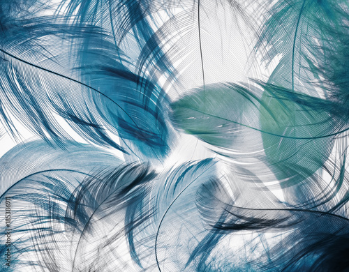  background of the many beautiful natural bird feathers of various shape blue color