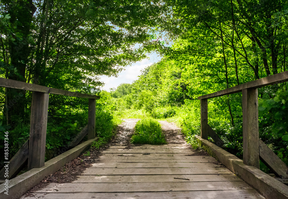 wooden bridge in green forest. lovely nature scenery in springtime. 