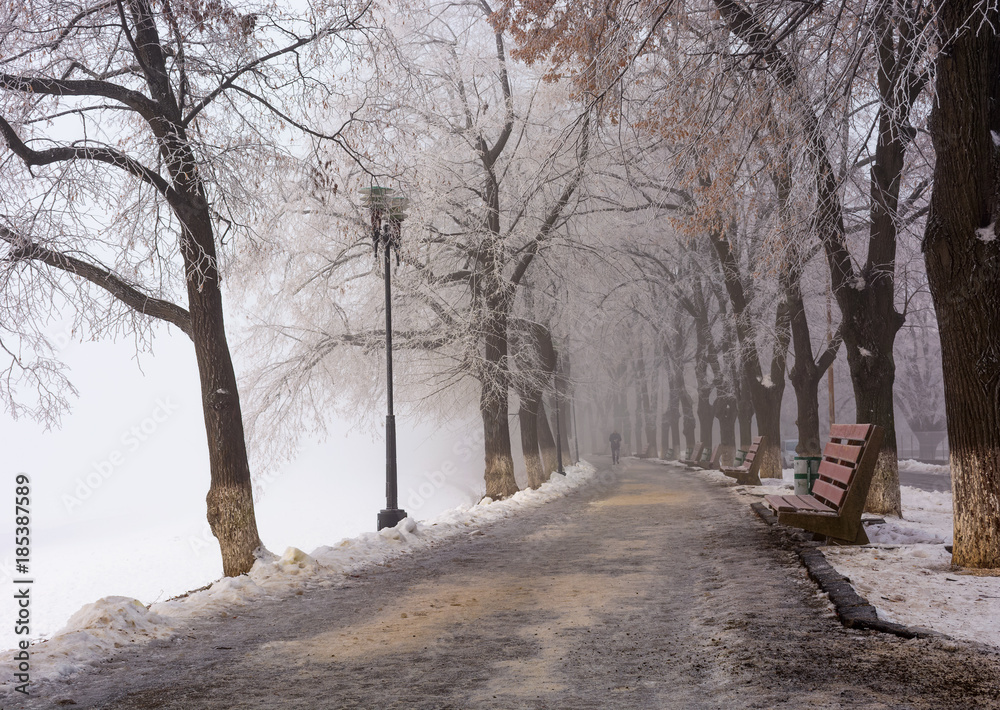 Longest linden alley in europe. Winter scenery on the river embankment at foggy sunrise in Uzhgorod, Ukraine. Longest linden alley in europe. Winter scenery on the river embankment at foggy sunrise in Uzhgorod, Ukraine.