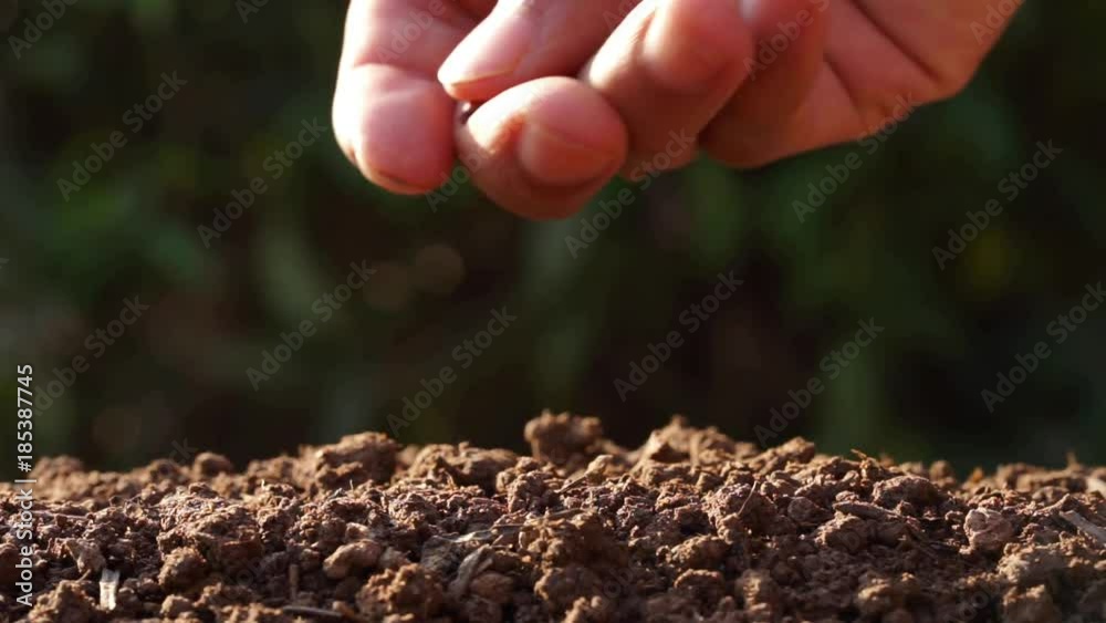 Male hand holding hand plantation nut seed