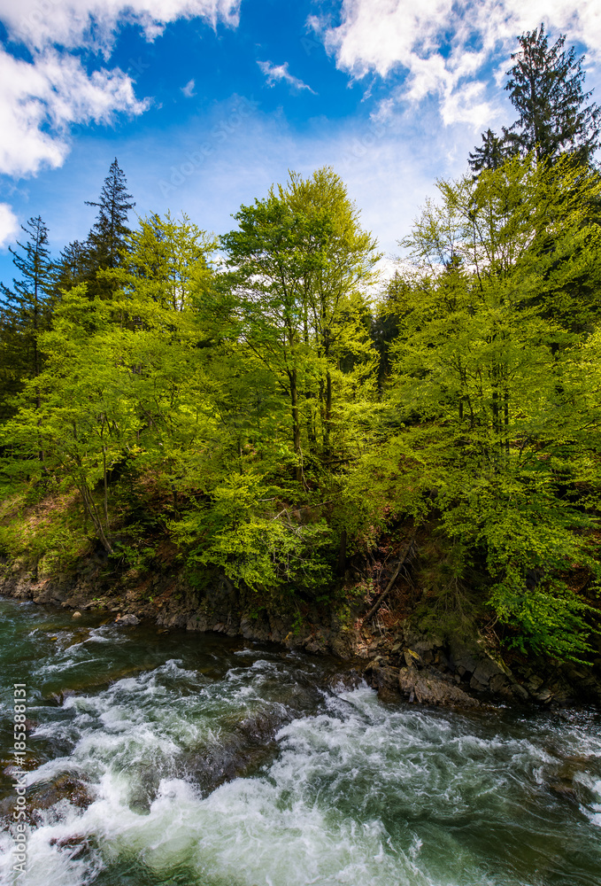 powerful mountain river and forest on a cliff. gorgeous nature scenery in spring time with beautiful sky. power of nature concept powerful mountain river and forest on a cliff. gorgeous nature scenery in spring time with beautiful sky. power of nature concept