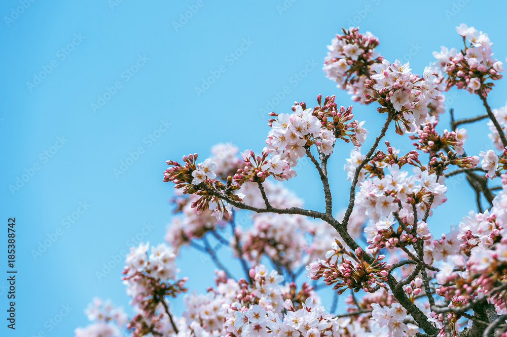 Cherry blossom in spring. spring season background, Sakura season in korea. Soft focus