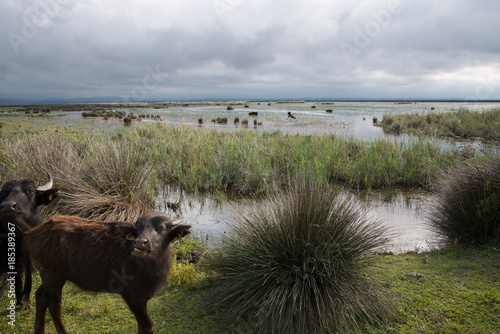 Kizilirmak Delta wetland, Turkey, Black Sea photo