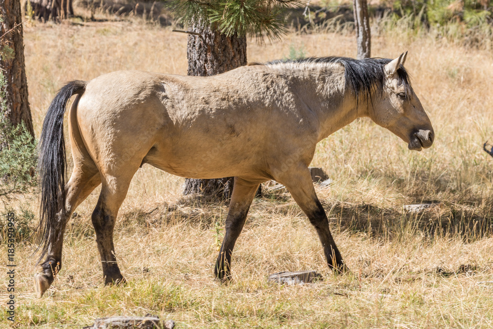 Naklejka premium Wild Horse in Arizona