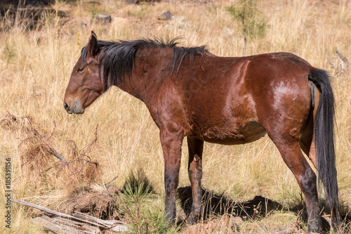 Wild Horse in Arizona