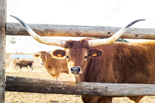 ox  barrosa race of Portugal  in  cattle farm  photo