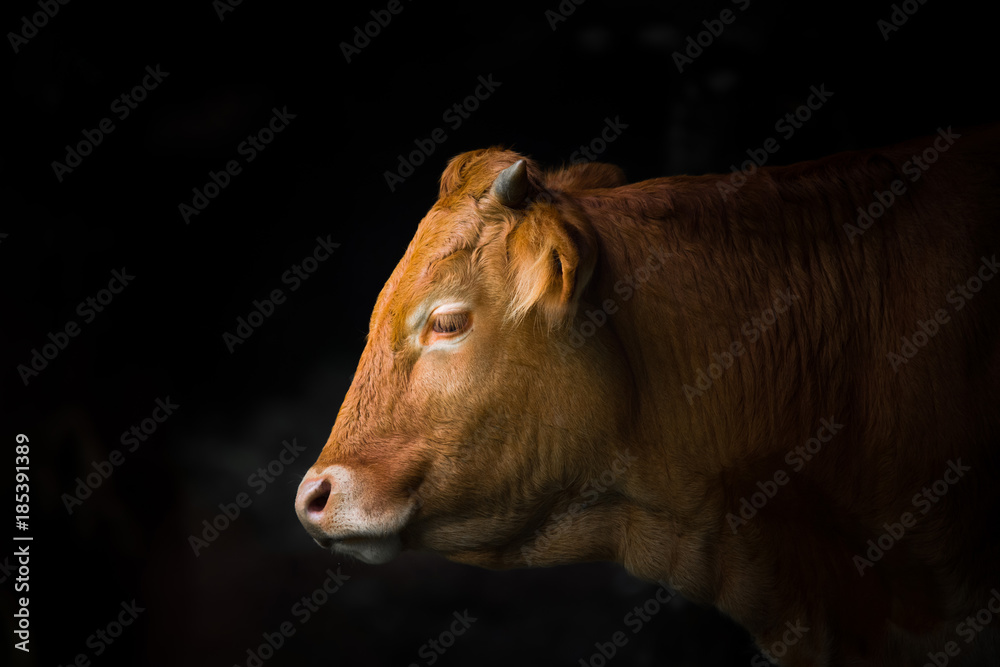 牛 Stock Photo | Adobe Stock