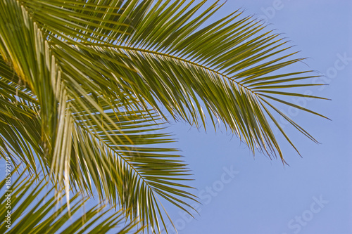 Palme - Pflanze und Sinnbild für tropische Gebiete